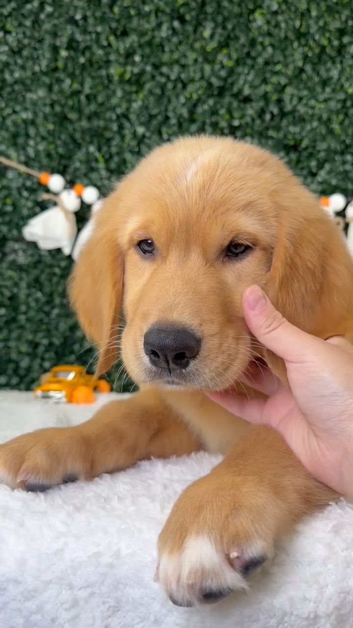 Male Golden Retriever puppy named Leo for sale at Puppy Dreams - Garland. video thumbnail