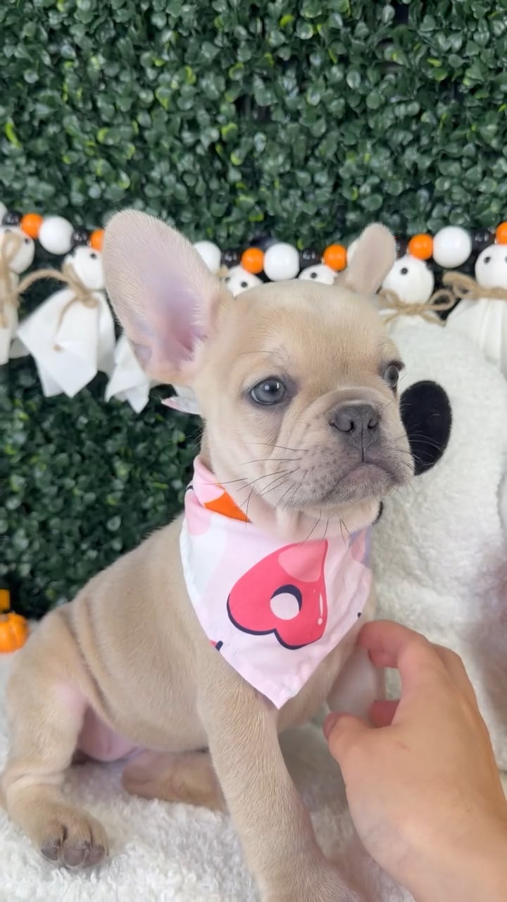 Female French Bulldog puppy named Snow for sale at Puppy Dreams - Garland. video thumbnail