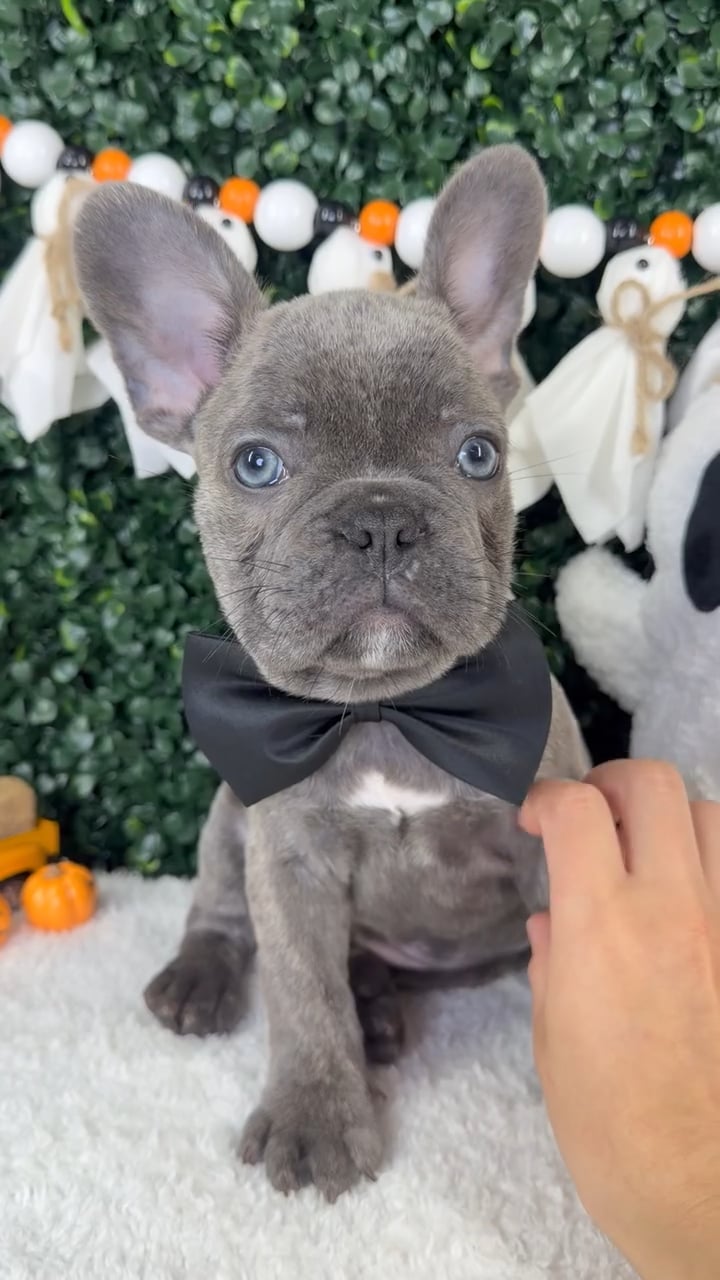 Male French Bulldog puppy named Bluey for sale at Puppy Dreams - Garland. video thumbnail