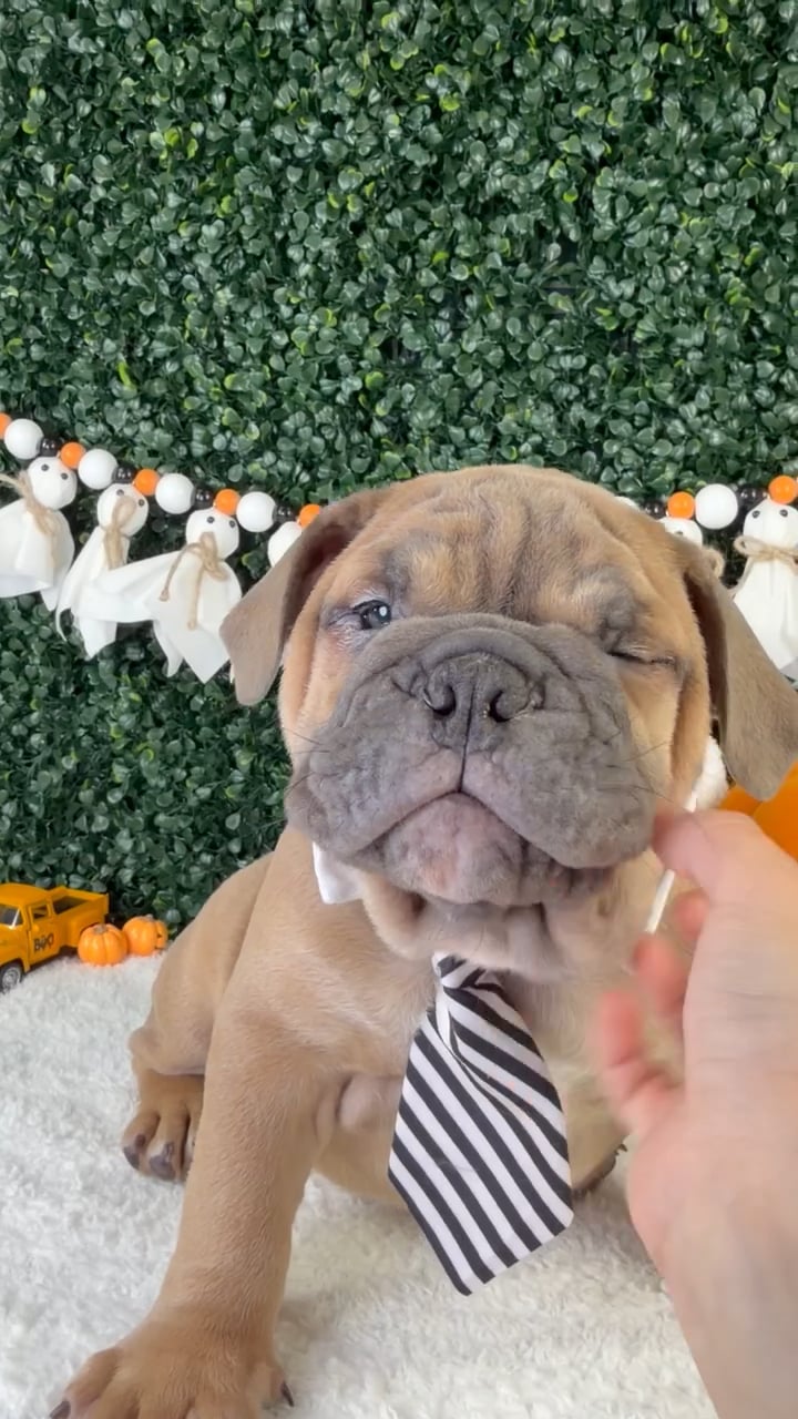 Male English Bulldog puppy named Chief for sale at Puppy Dreams - Garland. video thumbnail