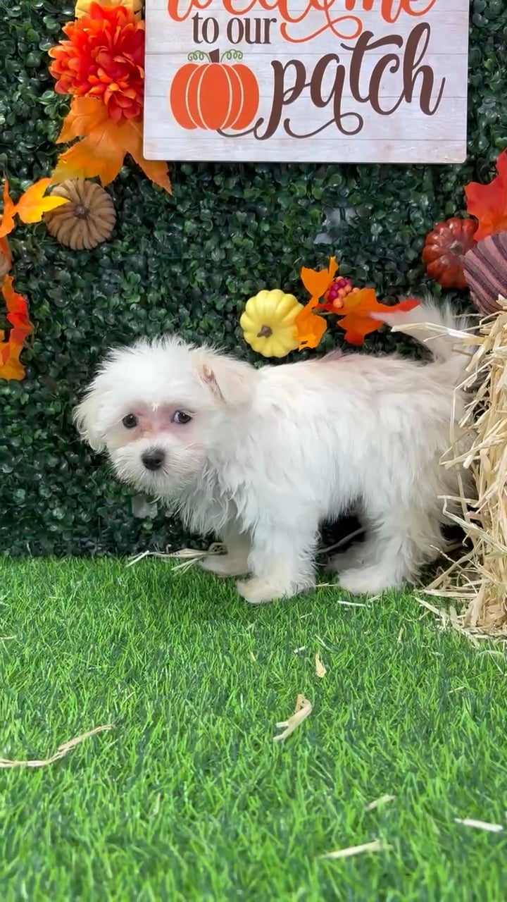 Male Maltese puppy named Rufus for sale at Puppy Dreams - Wichita West. video thumbnail