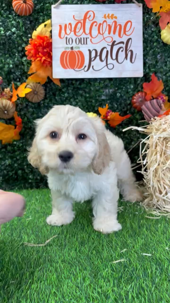 Male Cockachon puppy named Cider for sale at Puppy Dreams - Wichita West. video thumbnail