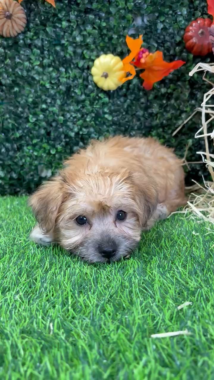 Male Morkie puppy named Dante for sale at Puppy Dreams - Wichita West. video thumbnail