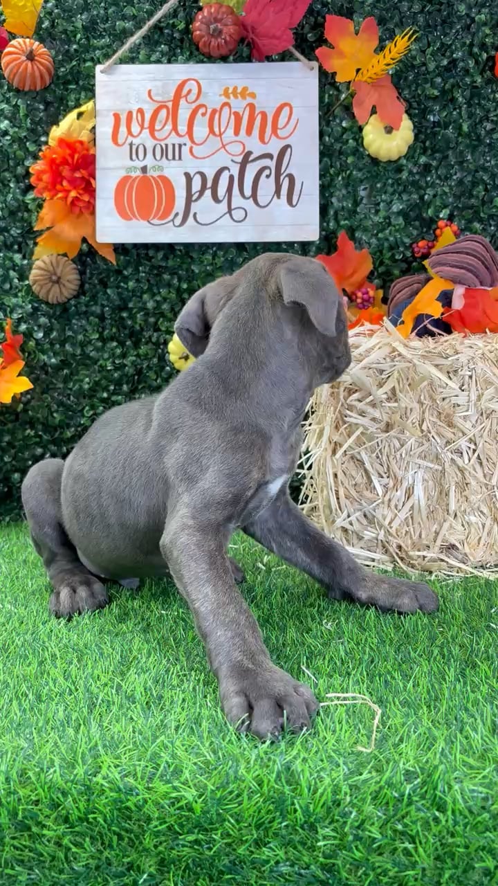 Male Cane Corso puppy named Jason for sale at Puppy Dreams - Wichita West. video thumbnail