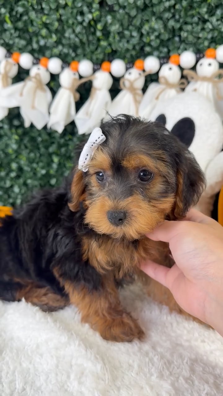 Female Yorkie-Poo puppy named Dolly for sale at Puppy Dreams - Garland. video thumbnail