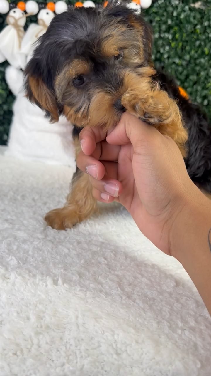 Male Yorkie-Poo puppy named Tobi for sale at Puppy Dreams - Garland. video thumbnail