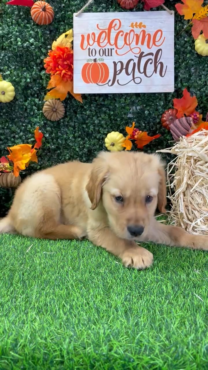 Male Golden Retriever puppy named Trunchbull for sale at Puppy Dreams - Wichita West. video thumbnail