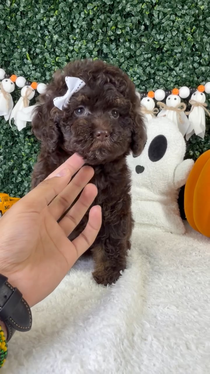 Female Cavapoo puppy named Zola for sale at Puppy Dreams - Garland. video thumbnail