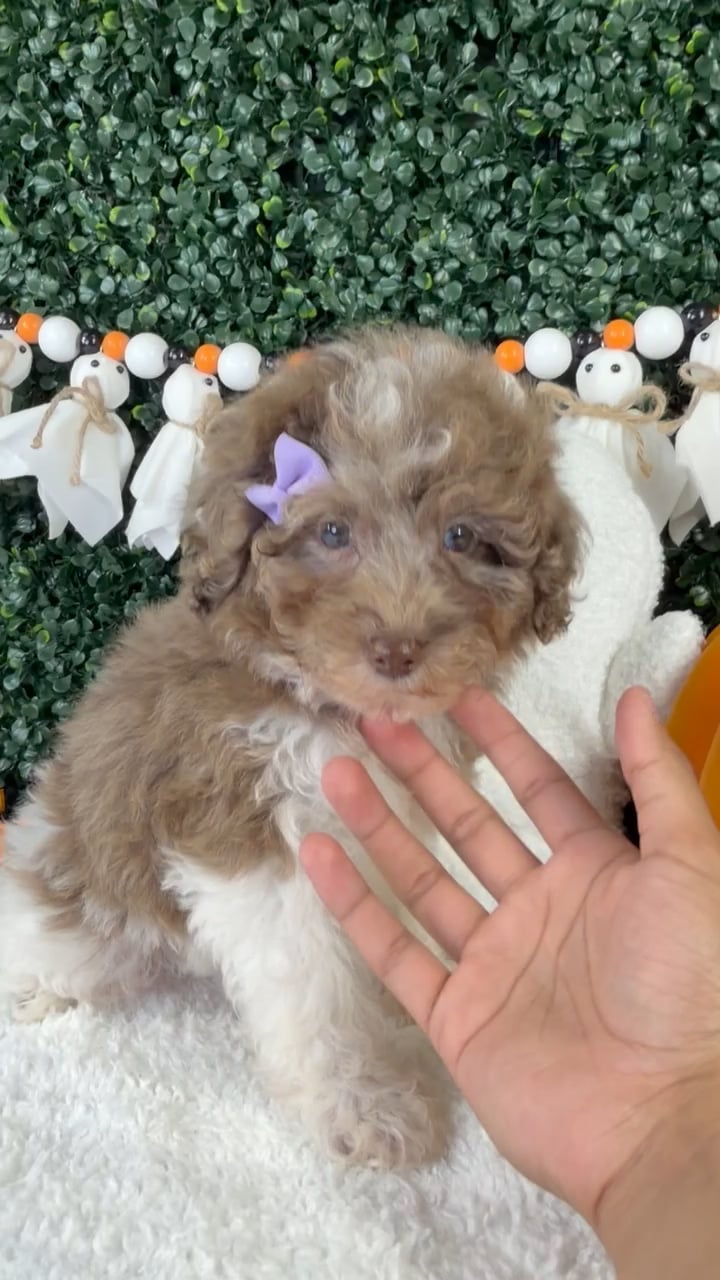 Female Cavapoo puppy named Mimi for sale at Puppy Dreams - Garland. video thumbnail