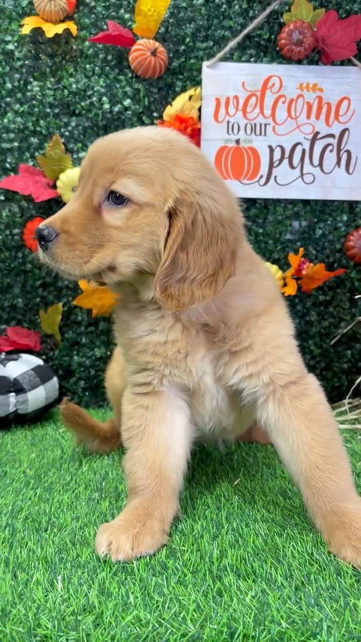 Female Golden Retriever puppy named Matilda for sale at Puppy Dreams - Wichita West. video thumbnail