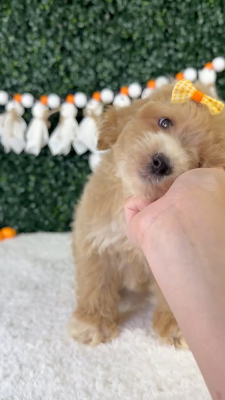 Female Bichon-Poodle puppy named Zuri for sale at Puppy Dreams - Garland. video thumbnail