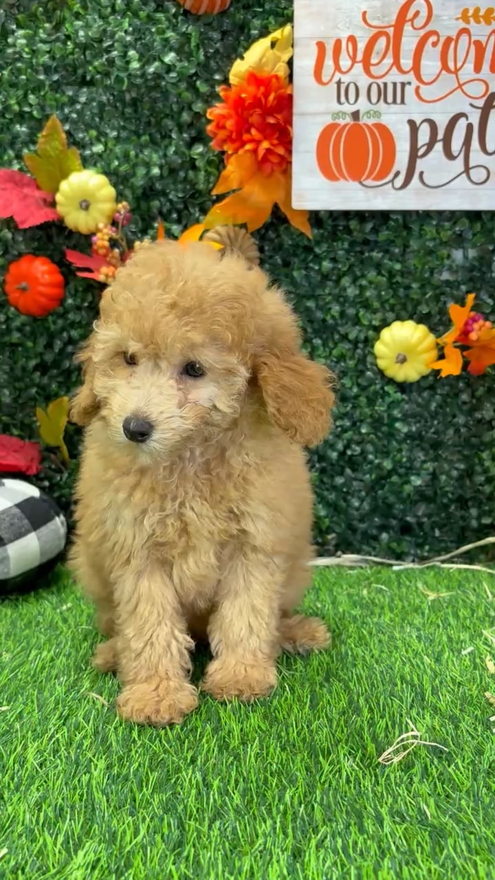Female Mini Poodle puppy named Peach for sale at Puppy Dreams - Wichita West. video thumbnail