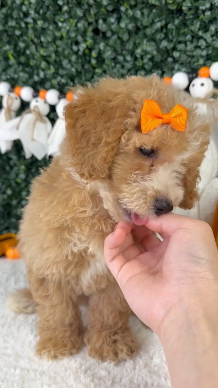 Female Bichon-Poodle puppy named Nomi for sale at Puppy Dreams - Garland. video thumbnail