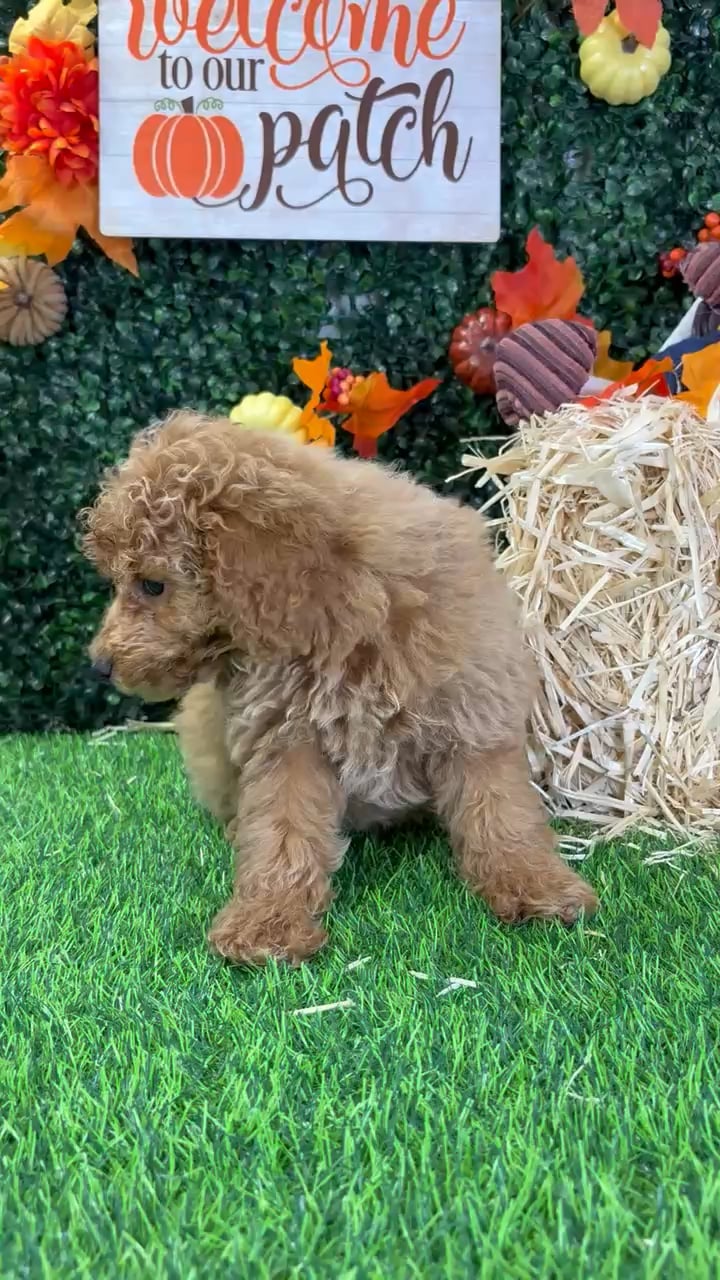Female Mini Poodle puppy named Maple for sale at Puppy Dreams - Wichita West. video thumbnail
