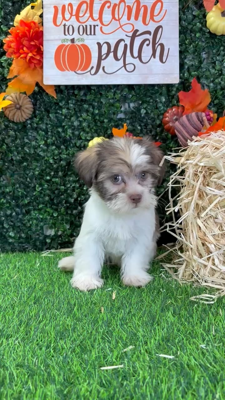 Female Shorkie puppy named Alexus for sale at Puppy Dreams - Wichita West. video thumbnail