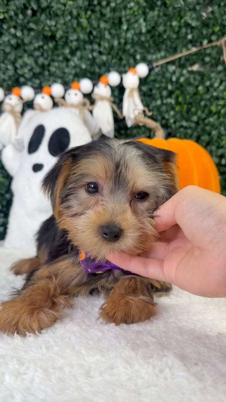 Male Yorkie puppy named Waffles for sale at Puppy Dreams - Garland. video thumbnail