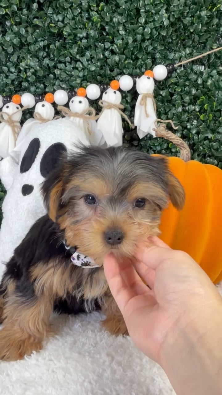 Male Yorkie puppy named Steel for sale at Puppy Dreams - Garland. video thumbnail