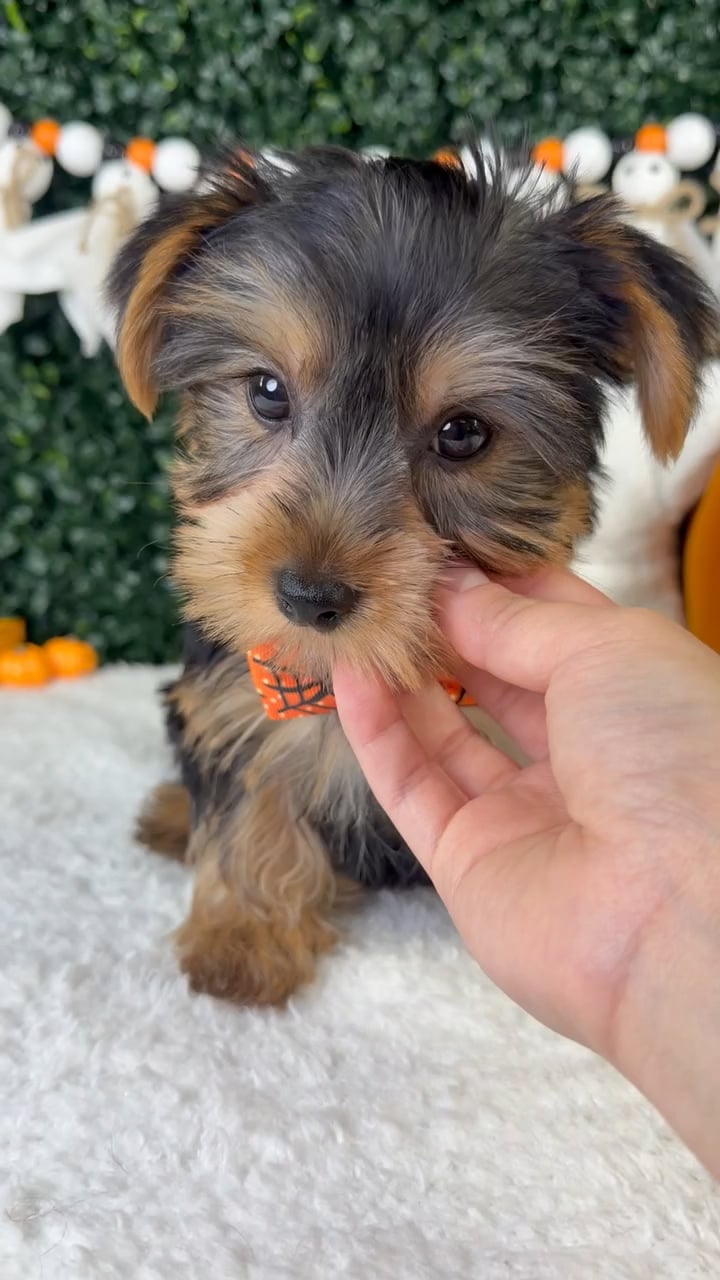 Male Yorkie puppy named Binky for sale at Puppy Dreams - Garland. video thumbnail