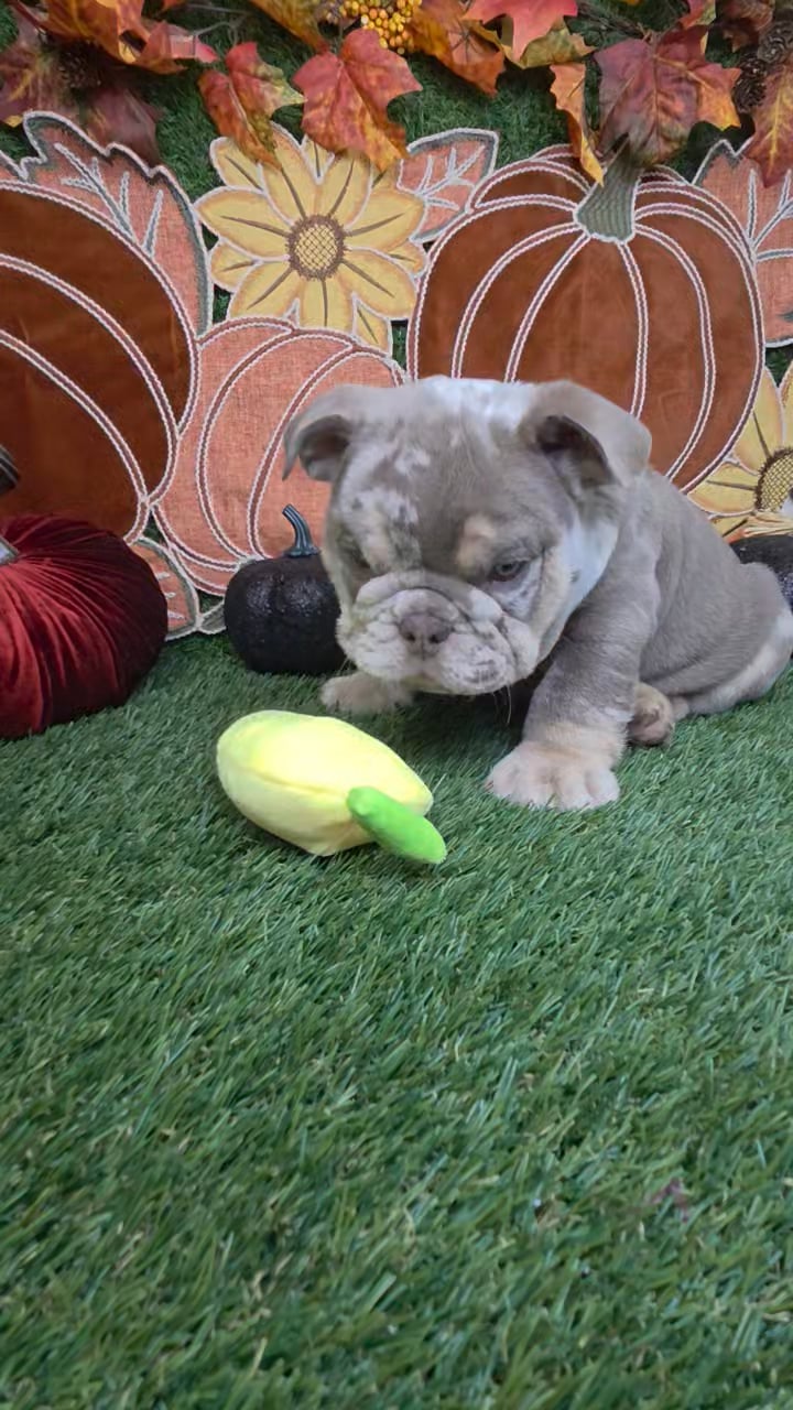 Male English Bulldog puppy named Dozer for sale at Puppy Dreams - Carrollton. video thumbnail
