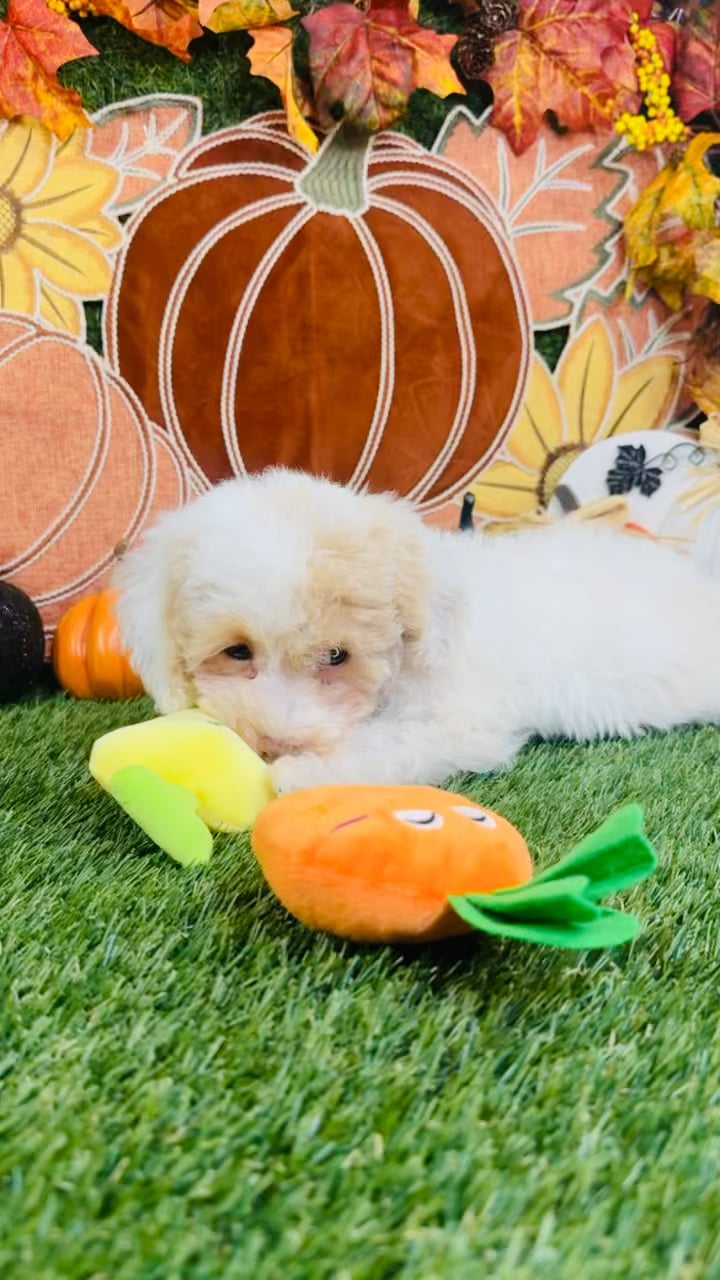 Male Cavapoo puppy named Finn for sale at Puppy Dreams - Carrollton. video thumbnail