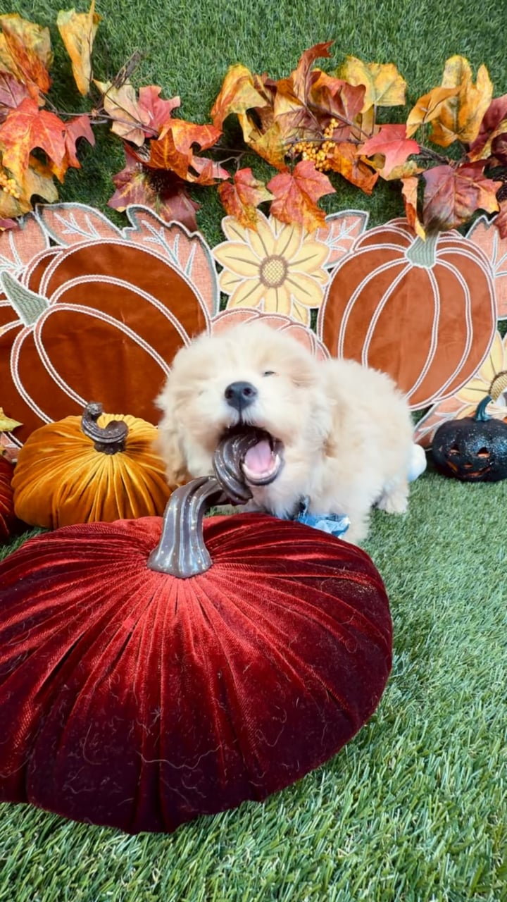 Male Poodle Toy puppy named Loki for sale at Puppy Dreams - Carrollton. video thumbnail