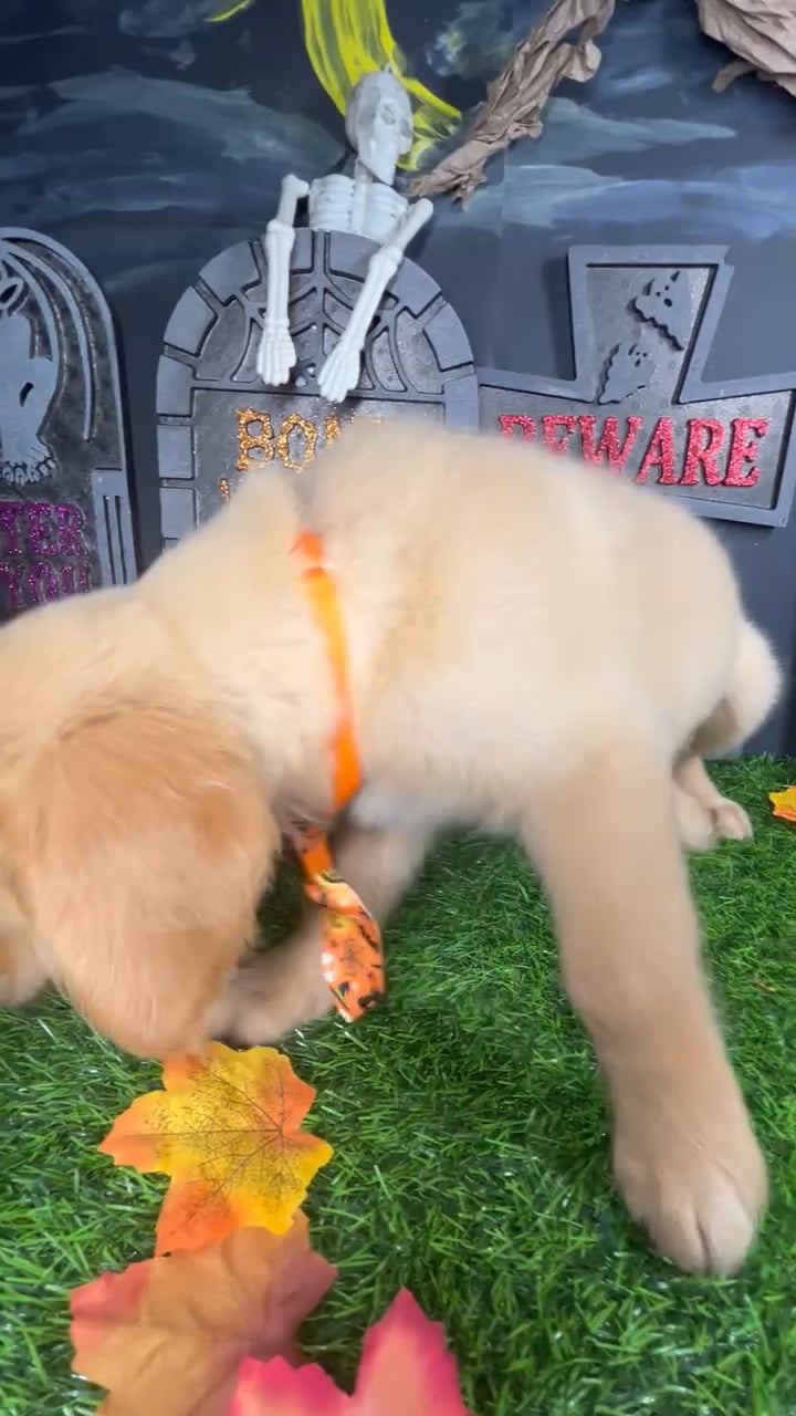 Male Golden Retriever puppy named Toffee for sale at Puppy Dreams - Mansfield. video thumbnail