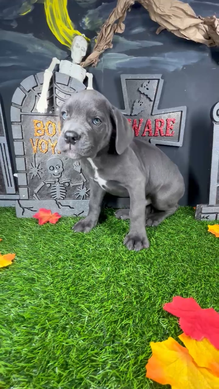 Male Cane Corso puppy named Clove for sale at Puppy Dreams - Mansfield. video thumbnail