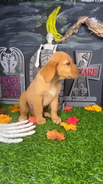 Female Golden Retriever puppy named Caramel for sale at Puppy Dreams - Mansfield. video thumbnail