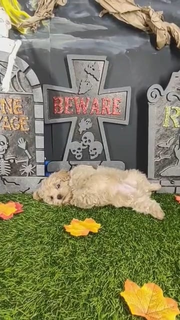 Male Poodle Toy puppy named Chai for sale at Puppy Dreams - Mansfield. video thumbnail