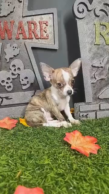 Male Chihuahua puppy named Saffron for sale at Puppy Dreams - Mansfield. video thumbnail