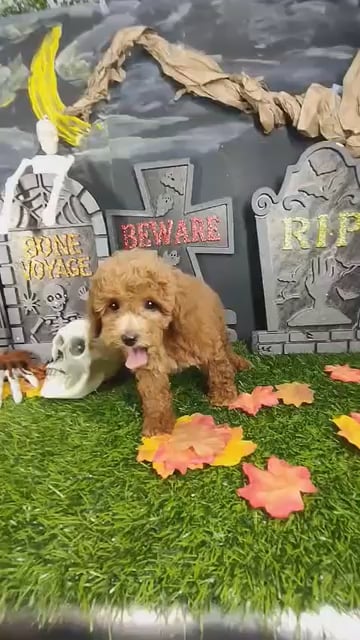 Female Cockapoo puppy named Cinnamon for sale at Puppy Dreams - Mansfield. video thumbnail