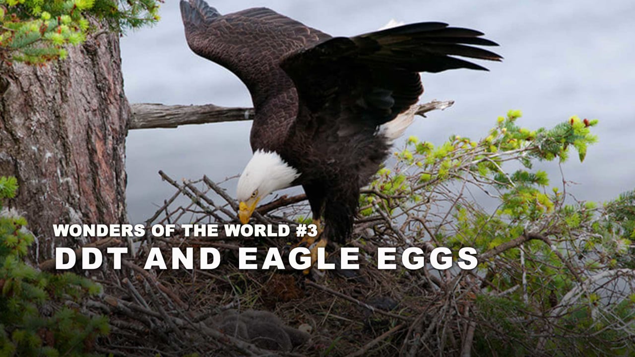 WOW - 03  - DDT and Eagle Eggs - duplicate