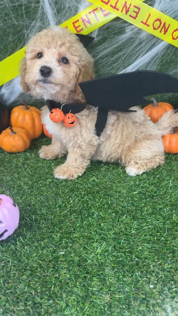 Male Bichon-Poodle puppy named Ziggy for sale at Puppy Dreams - Arlington. video thumbnail