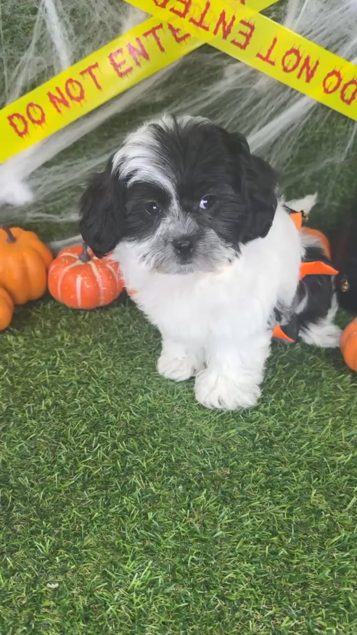 Female Teddy Bear puppy named Cookie for sale at Puppy Dreams - Arlington. video thumbnail