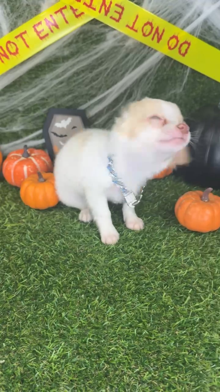 Male Chihuahua puppy named Alfie for sale at Puppy Dreams - Arlington. video thumbnail