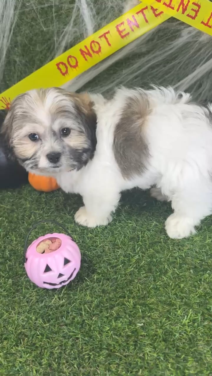 Male Teddy Bear puppy named Willow for sale at Puppy Dreams - Parks Mall. video thumbnail
