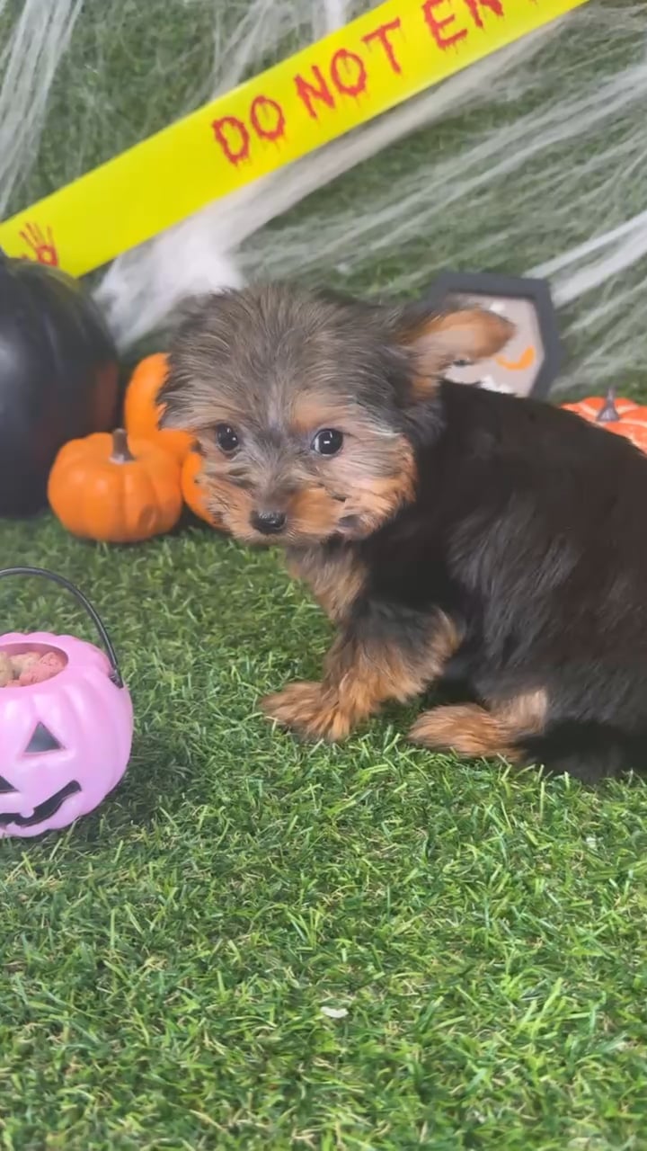 Female Yorkie puppy named Ellie for sale at Puppy Dreams - Arlington. video thumbnail