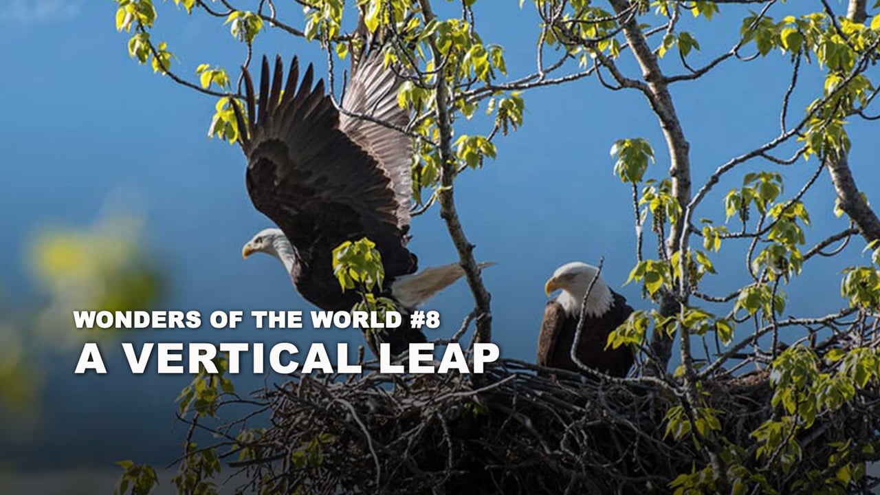WOW - 08 - A Vertical Leap