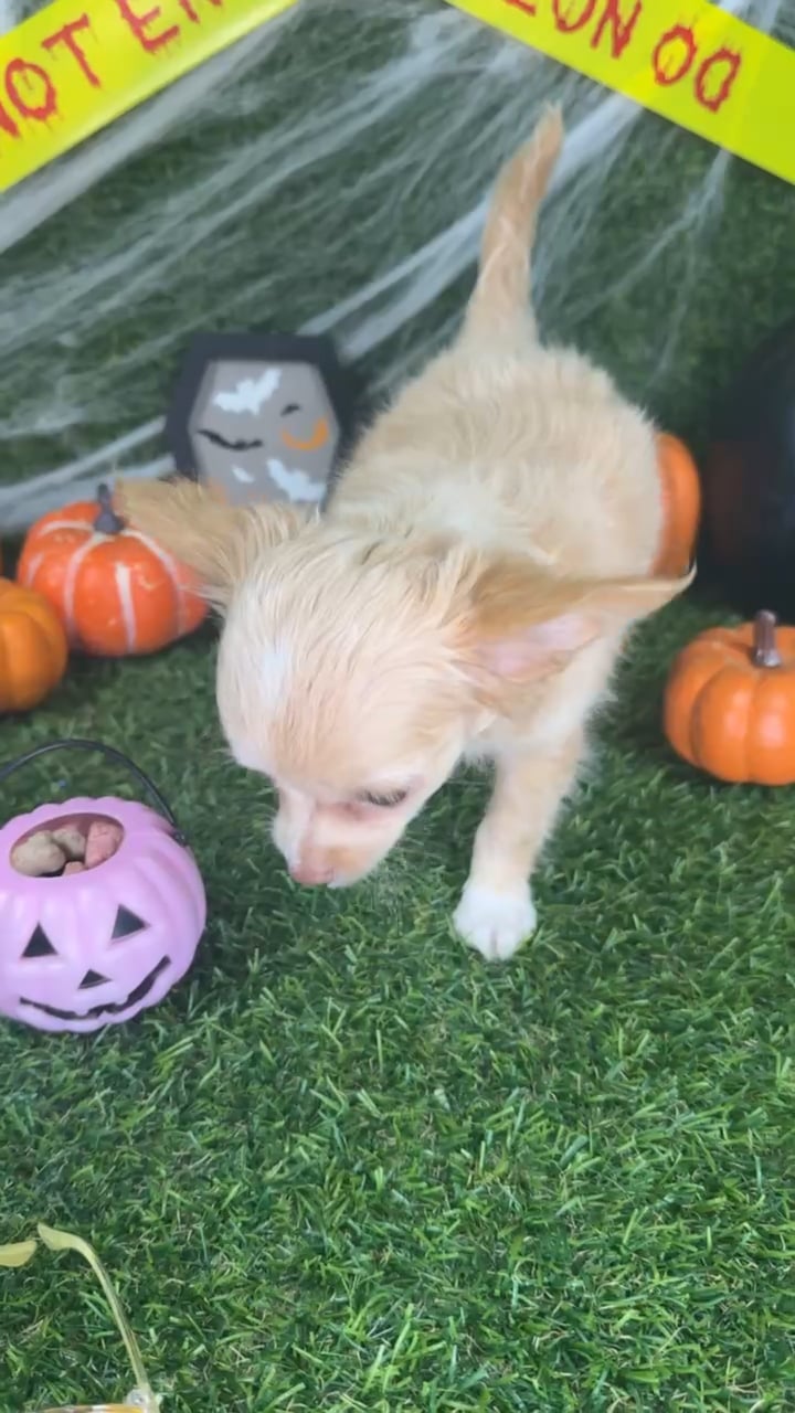 Female Chihuahua puppy named Sol for sale at Puppy Dreams - Arlington. video thumbnail
