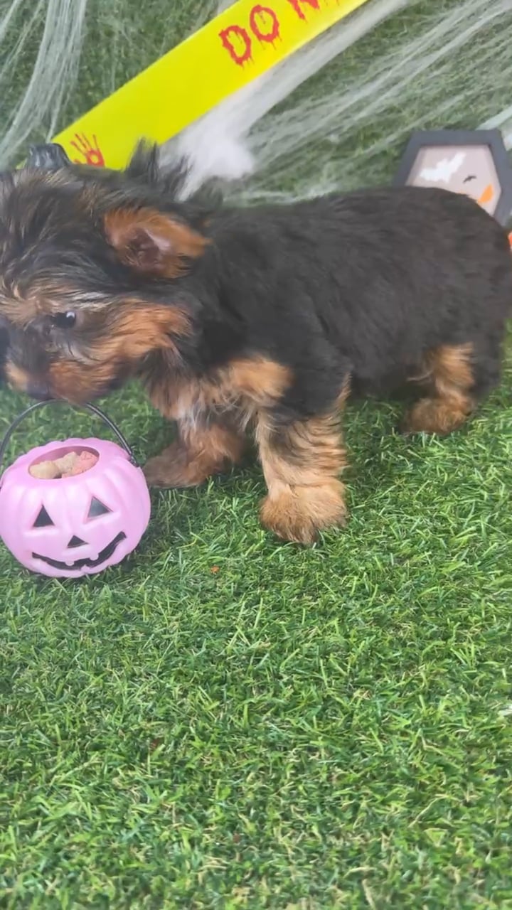 Female Yorkie puppy named Chai for sale at Puppy Dreams - Arlington. video thumbnail
