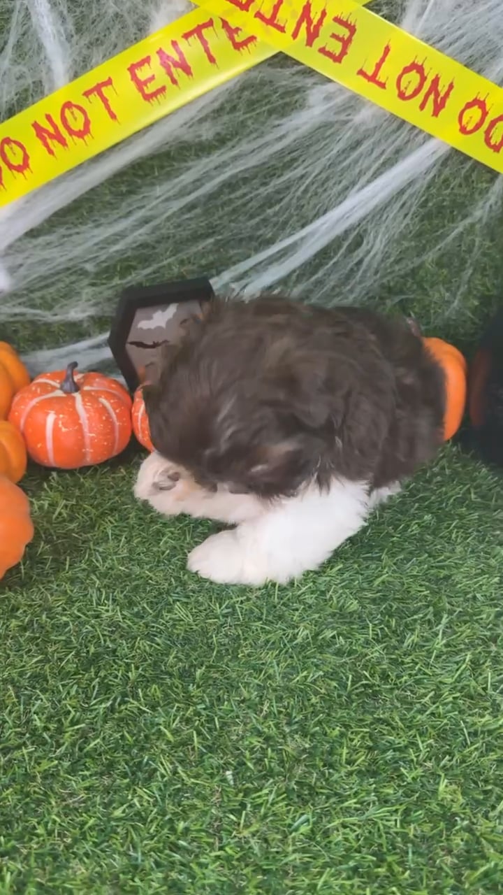 Female Shih Tzu puppy named Clover for sale at Puppy Dreams - Arlington. video thumbnail
