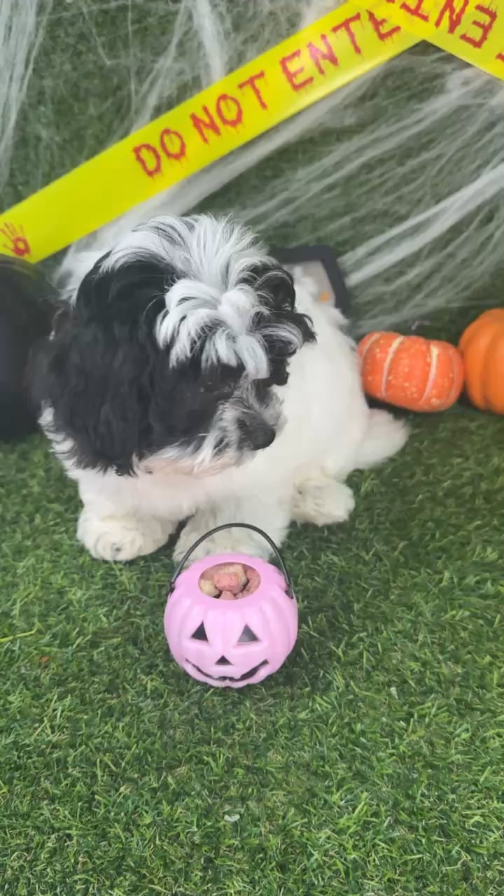 Male Teddy Bear puppy named Bagel for sale at Puppy Dreams - Arlington. video thumbnail