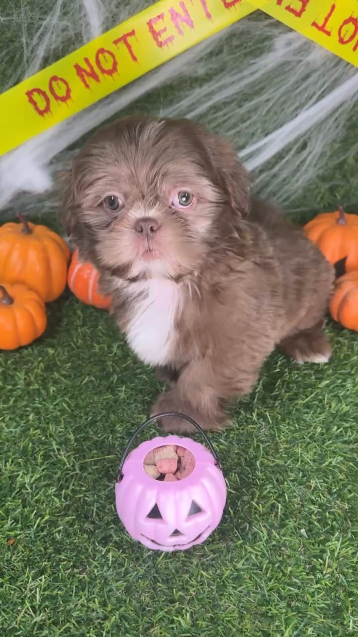 Male Shih Tzu puppy named Theador for sale at Puppy Dreams - Parks Mall. video thumbnail