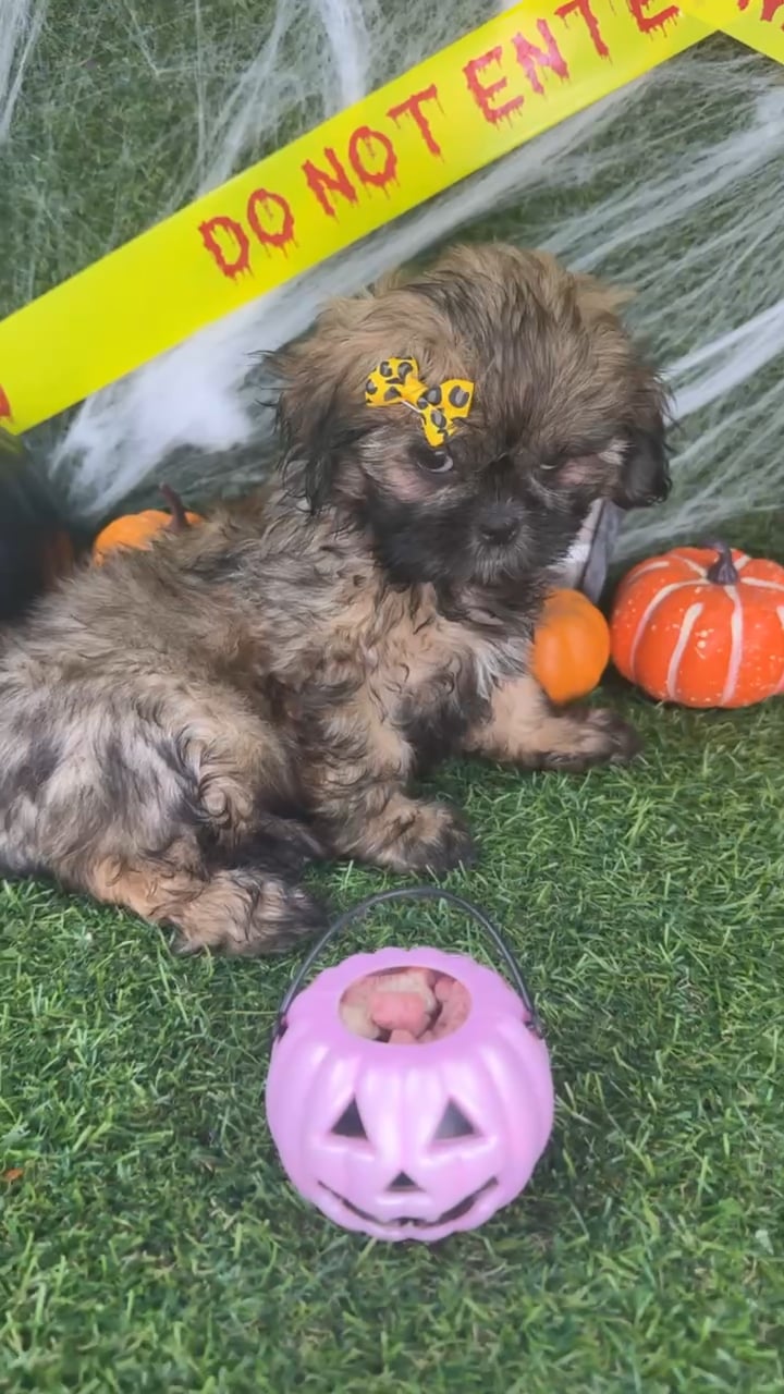 Female Shih Tzu puppy named Sadie for sale at Puppy Dreams - Arlington. video thumbnail