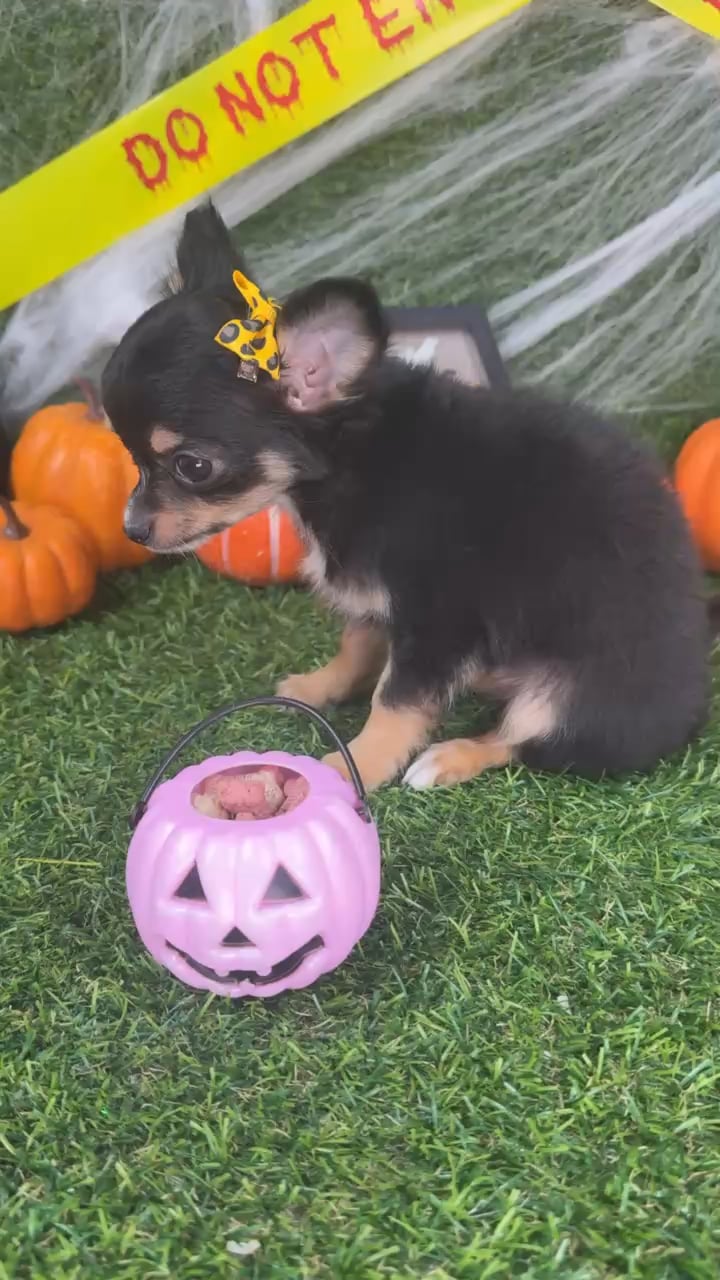 Female Chihuahua puppy named Samara for sale at Puppy Dreams - Mansfield. video thumbnail