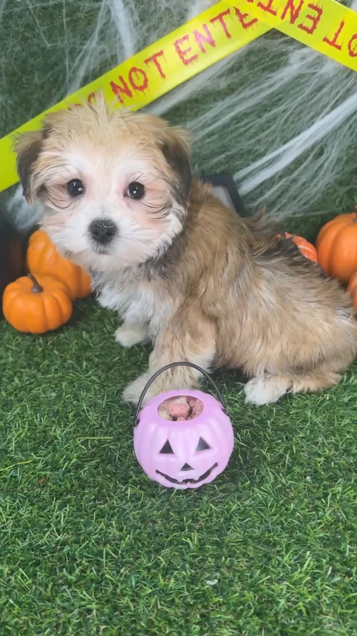 Male Morkie puppy named Ollie for sale at Puppy Dreams - Arlington. video thumbnail
