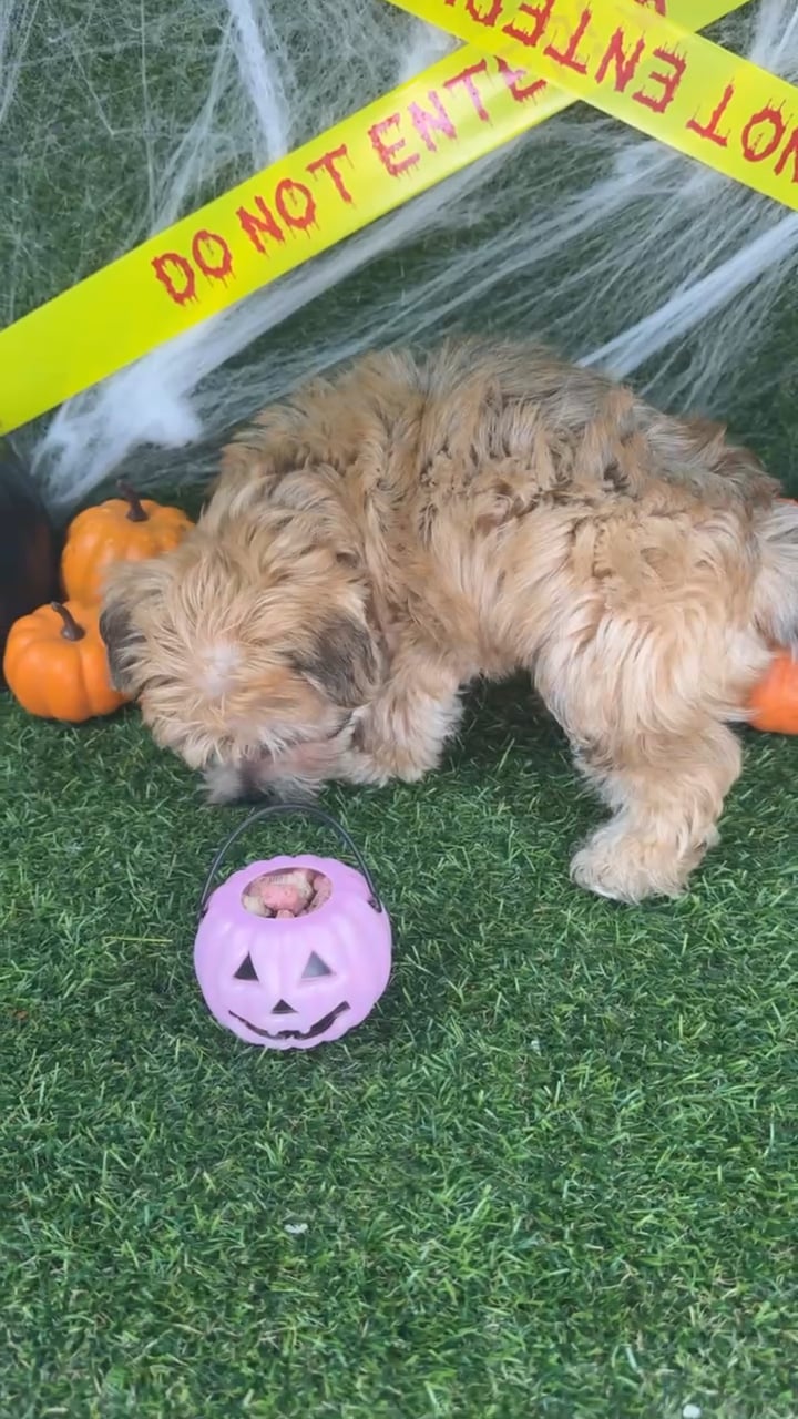 Male Morkie puppy named Benny for sale at Puppy Dreams - Arlington. video thumbnail