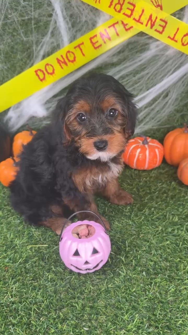 Female Yorkie-Poo puppy named Twiggy for sale at Puppy Dreams - Arlington. video thumbnail
