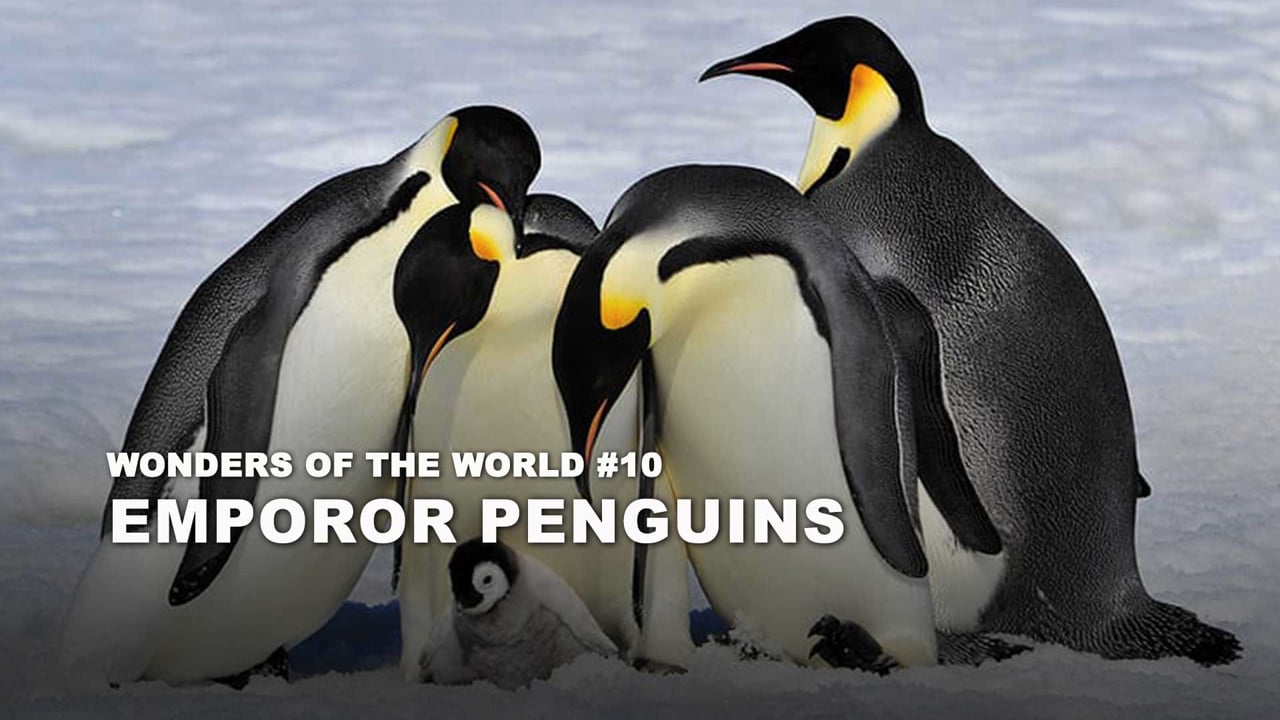 WOW - 10 - Emperor Penguins