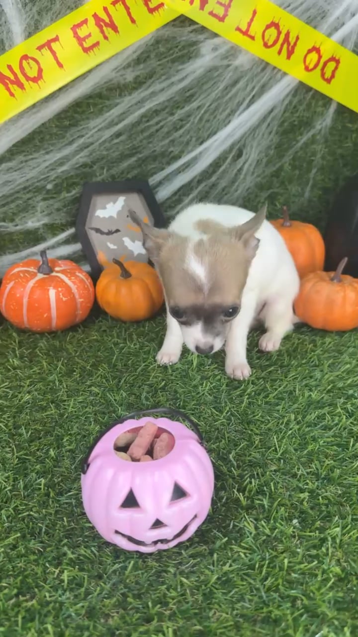 Female Chihuahua puppy named Winnie for sale at Puppy Dreams - Arlington. video thumbnail